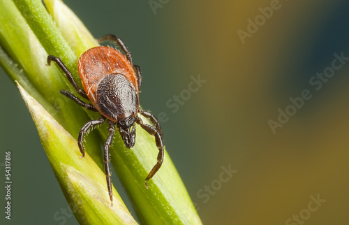 Naklejka natura fauna roślina słoma