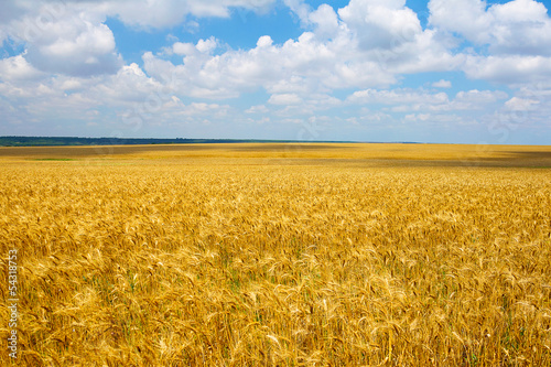 Plakat roślina zboże pejzaż obraz piękny