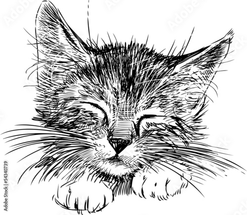 Naklejka ssak kociak ładny kot głowa