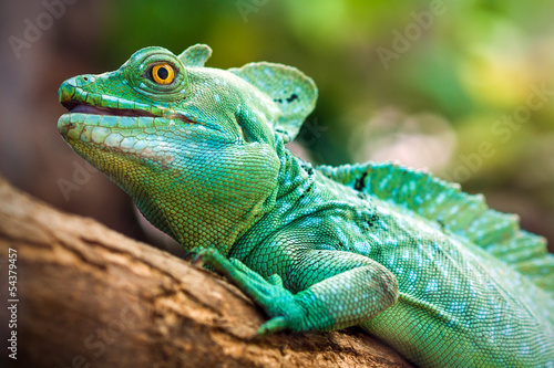 Naklejka tropikalny zwierzę natura fauna płaz