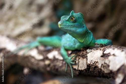 Naklejka smok dżungla dinozaur