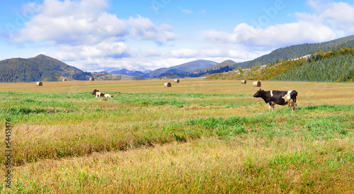 Fototapeta natura jesień las