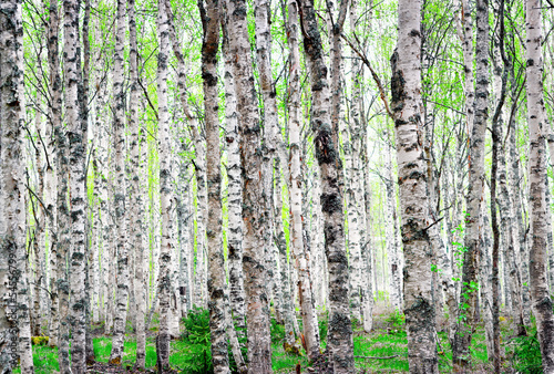 Naklejka las skandynawia natura drzewa