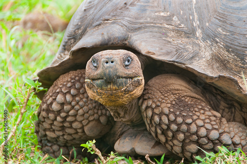 Fototapeta zwierzę dziki natura fauna galapagos