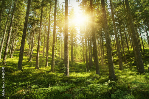 Plakat dziki natura drzewa pejzaż