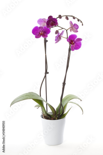 Fotoroleta storczyk roślina kwiat