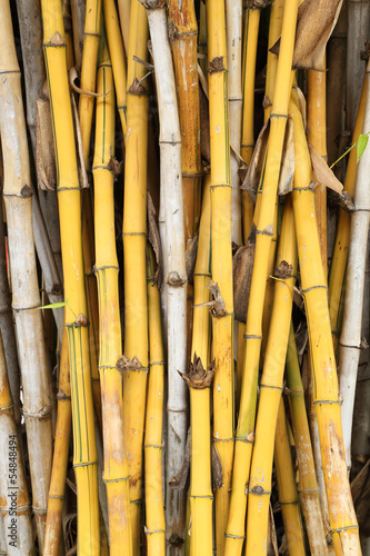 Fototapeta azja bambus dżungla świeży