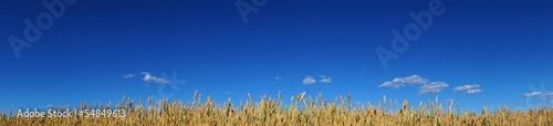 Fototapeta pole panoramiczny rolnictwo panorama pejzaż