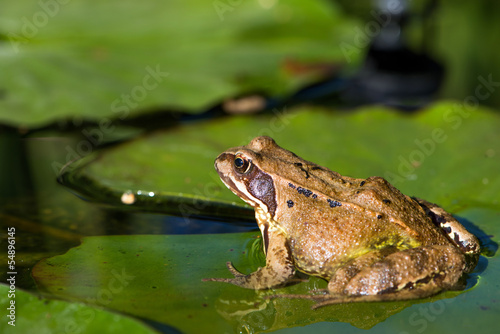 Fotoroleta zwierzę ogród płaz fauna