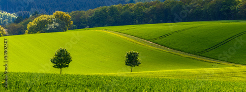 Obraz na płótnie panorama pole lato las