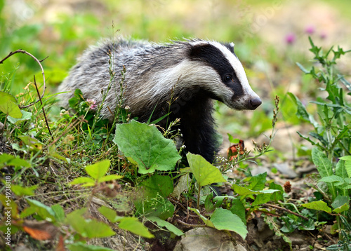 Fotoroleta fauna las trawa dzikie zwierzę zwierzę