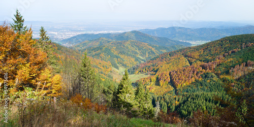 Naklejka jesień drzewa natura