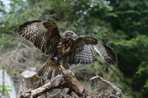 Fototapeta natura las góra zwierzę fauna