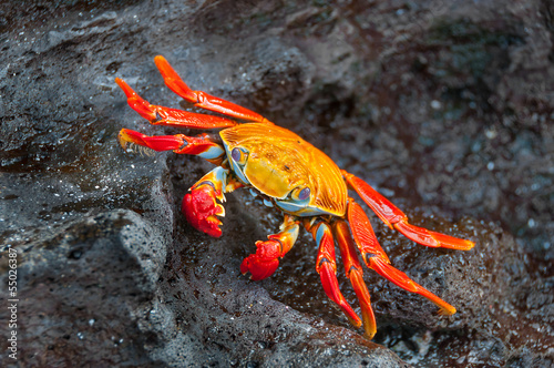 Naklejka krab galapagos wyspa