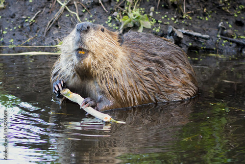 Fotoroleta ssak natura bezdroża