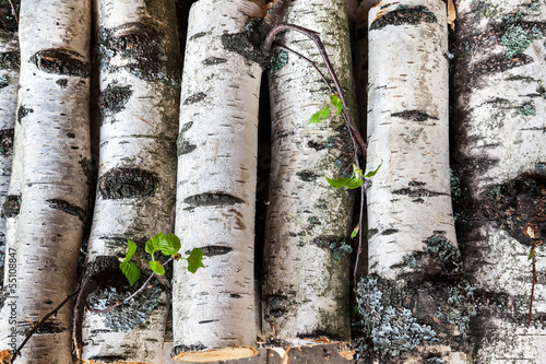 Naklejka natura wiejski gałązka wzór drzewa