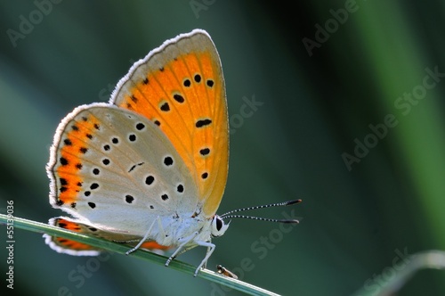 Fotoroleta motyl niebieski lycaenidae owad gąsienica