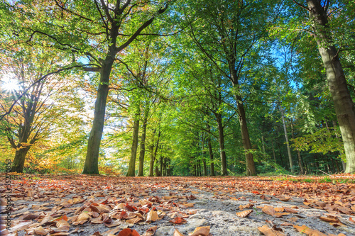 Naklejka natura droga krajobraz