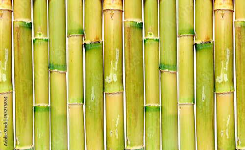 Obraz na płótnie dżungla słoma natura azja bambus