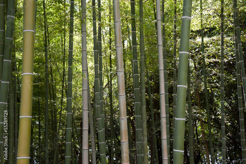 Obraz na płótnie bambus japonia drewno zielony gaj