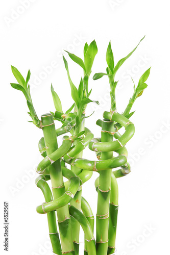 Naklejka bambus ciało ogród roślina koncepcja