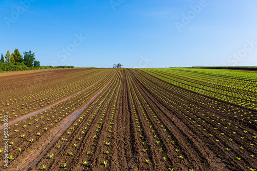 Obraz na płótnie krajobraz rolnictwo pole sadzonki