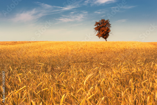 Fotoroleta natura piękny niebo pszenica rolnictwo