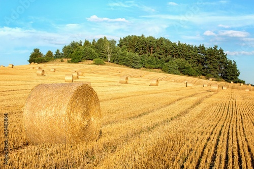 Obraz na płótnie lato krajobraz ziarno irlandia