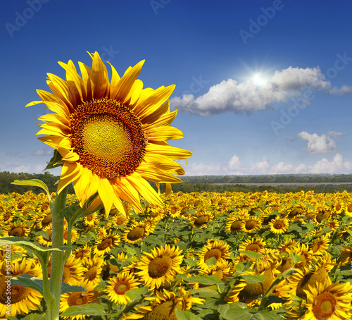 Obraz na płótnie pole słonecznik roślina lato