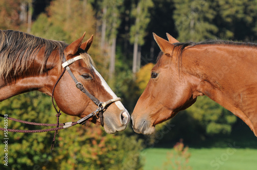 Obraz na płótnie koń western riding  