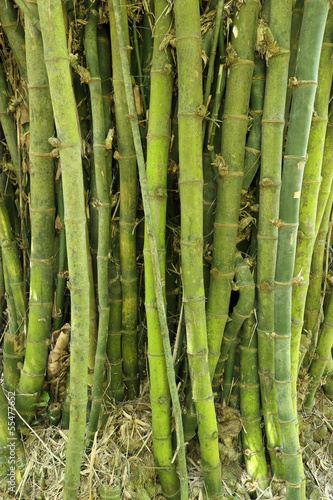 Obraz na płótnie drzewa azja bambus