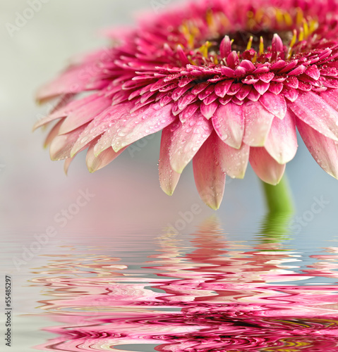 Fotoroleta woda przystojny kwitnący roślina