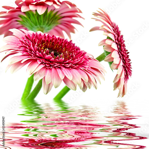 Naklejka roślina kwiat przystojny bukiet