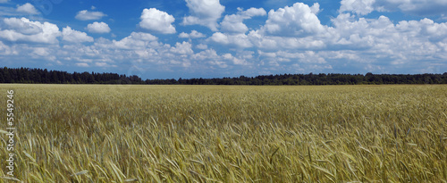 Fototapeta wieś trawa słoma słońce natura