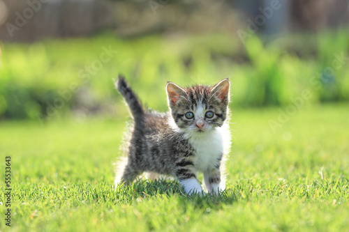 Fotoroleta dzieci trawa ładny kot