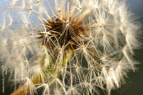 Obraz na płótnie trawa natura lato pyłek