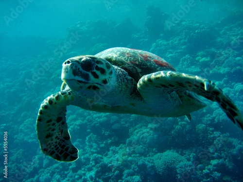 Plakat morze morze czerwone żółw gad podwodne