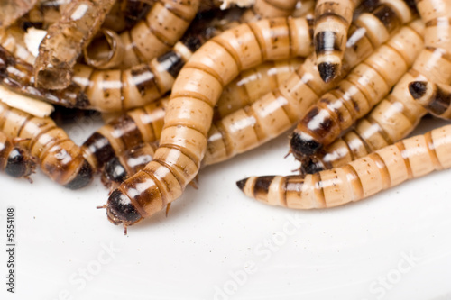 Obraz na płótnie zwierzę jedzenie terrarium proste larwa