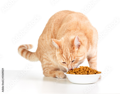Fotoroleta jedzenie kociak zwierzę portret