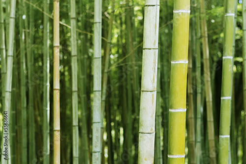 Fotoroleta bambus tropikalny las japonia roślina