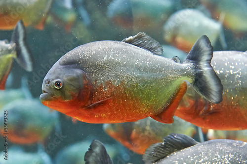 Obraz na płótnie ryba woda zwierzę gatunków pływać