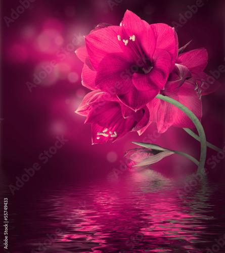 Obraz na płótnie woda kwiat tropikalny spokojny storczyk