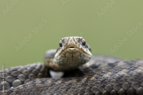 Fotoroleta natura gad wąż brytyjski