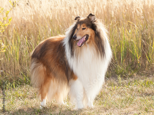 Naklejka Portret czystej krwi Rough Collie