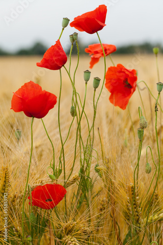 Naklejka pejzaż natura francja dolina żyto