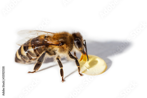 Plakat lato natura zwierzę jedzenie