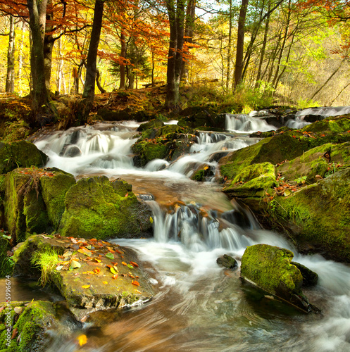 Fotoroleta drzewa las ładny park