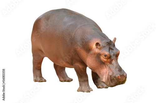 Plakat ssak zwierzę usta hipopotam