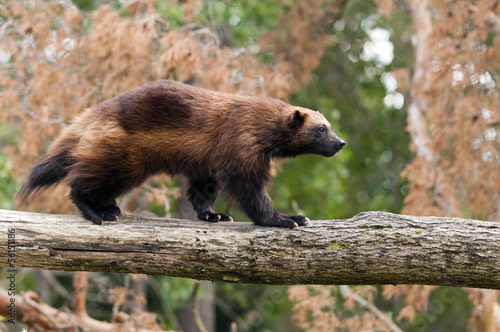 Obraz na płótnie las fauna dzikie zwierzę zwierzę ssak