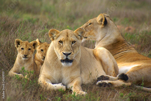 Plakat zwierzę lew afryka